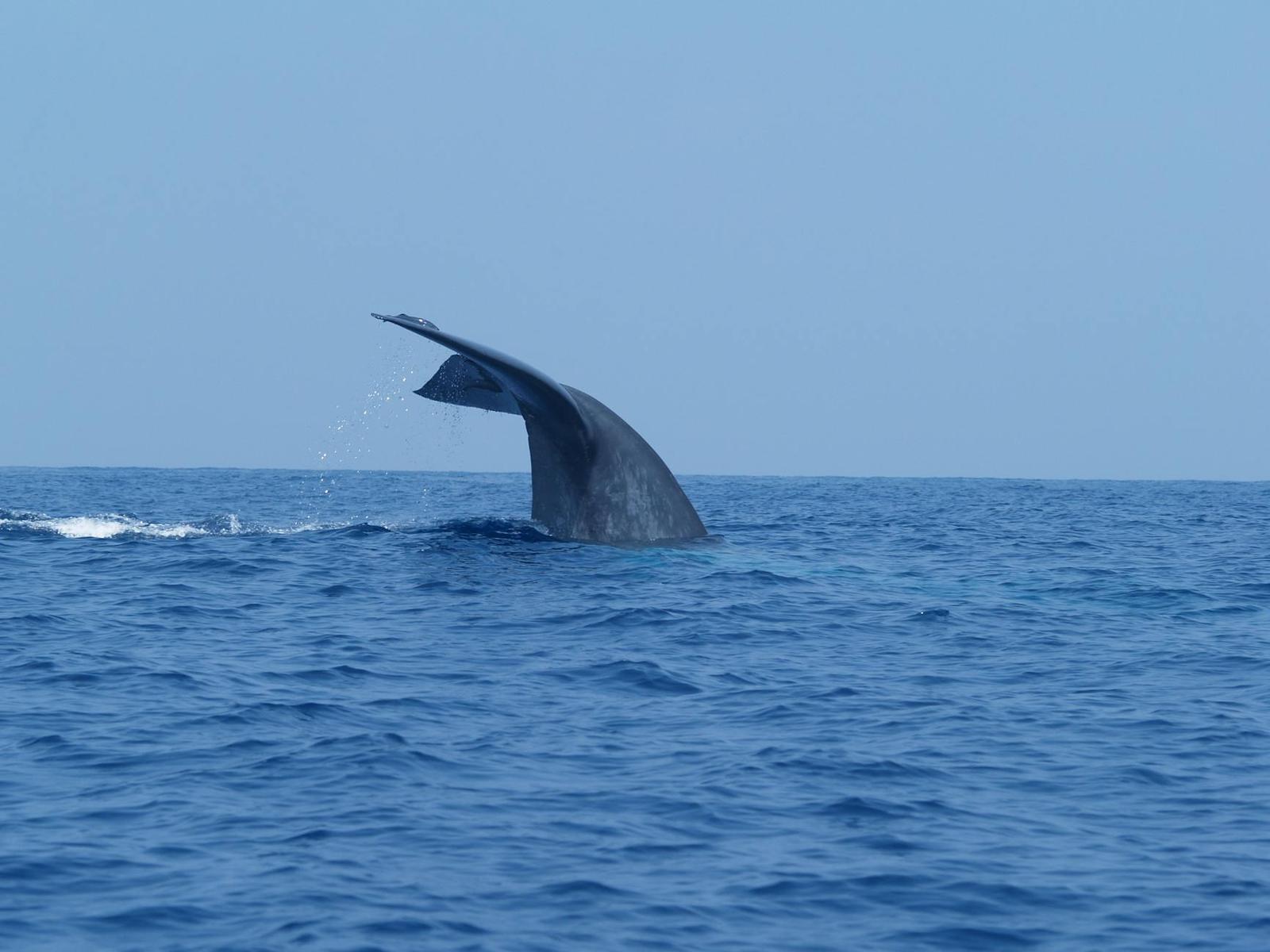 A whale's tail fluke rising above the ocean surface with water dripping off