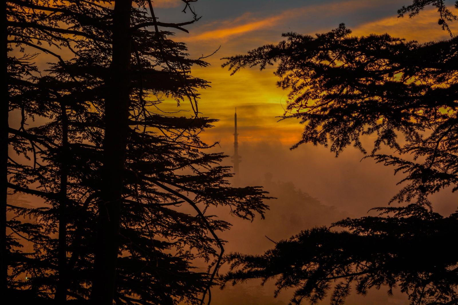 Serene sunset view with a tower silhouette framed by trees in Shimla, India