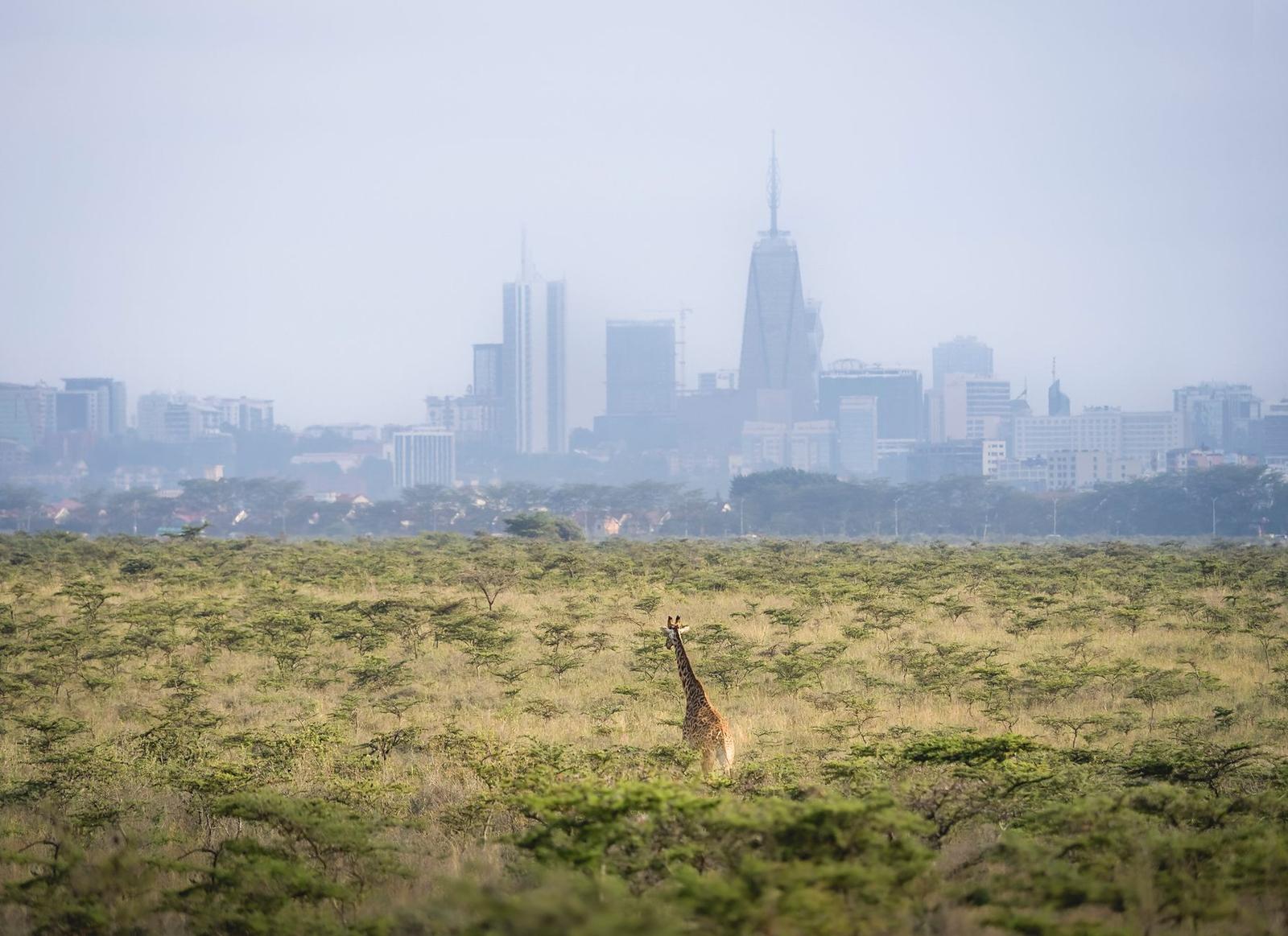 A giraffe in a field with urban skyscrapers in the distant background