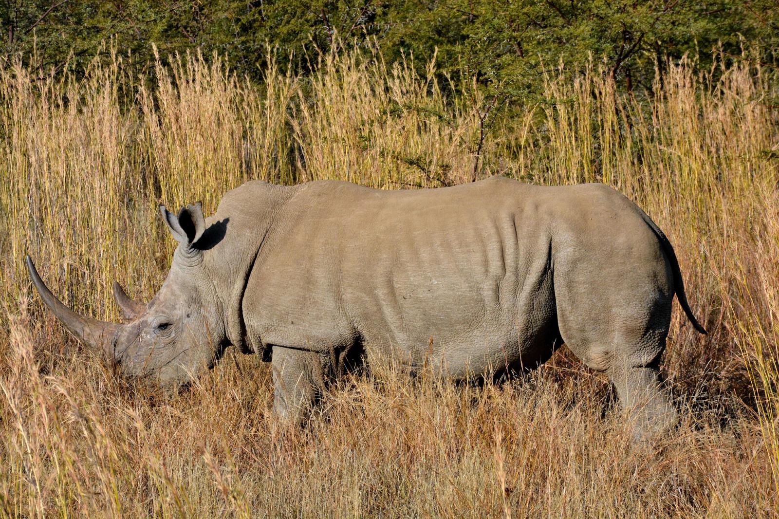 Side view of a white rhinoceros walking in a South African grassland, captured during the day