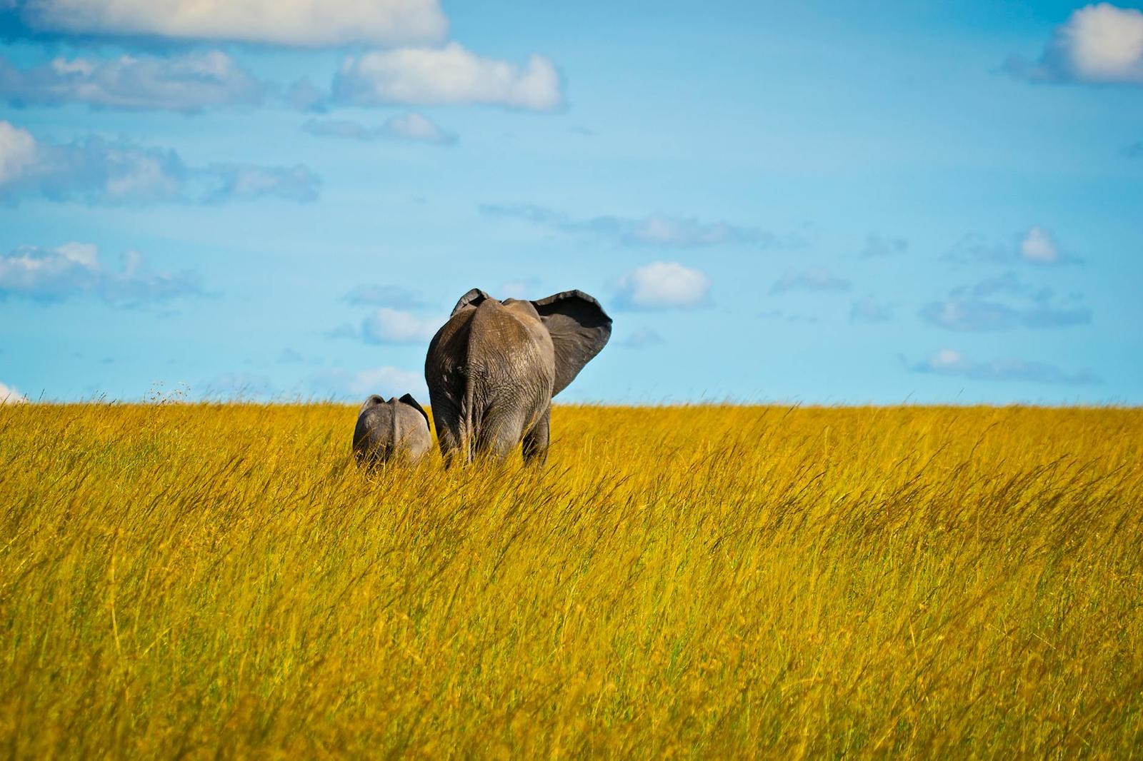 An elephant and calf walking together through tall golden grass