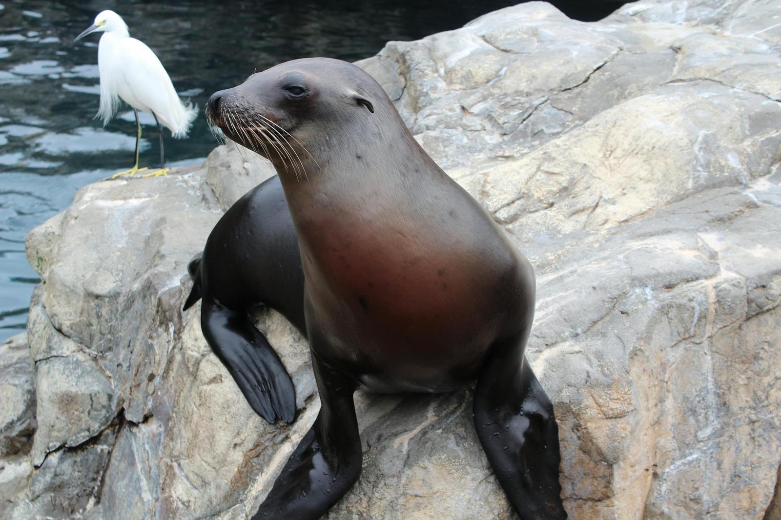 Orlando Sea World — USA