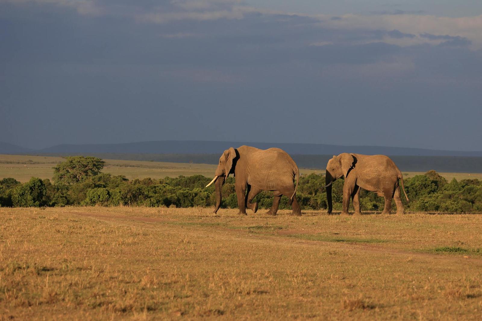 Mara — Masai Mara, Kenya