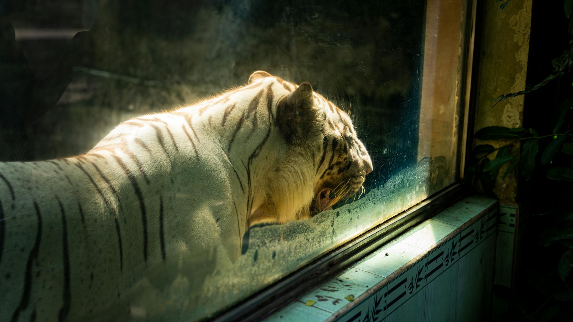 Tigers behind glass — Pattaya, Thailand