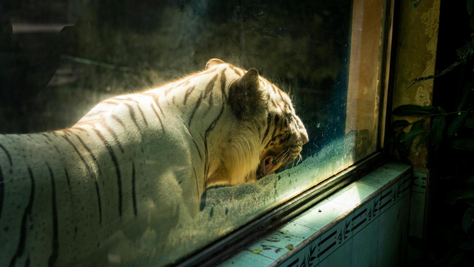 Tigers behind glass — Pattaya, Thailand
