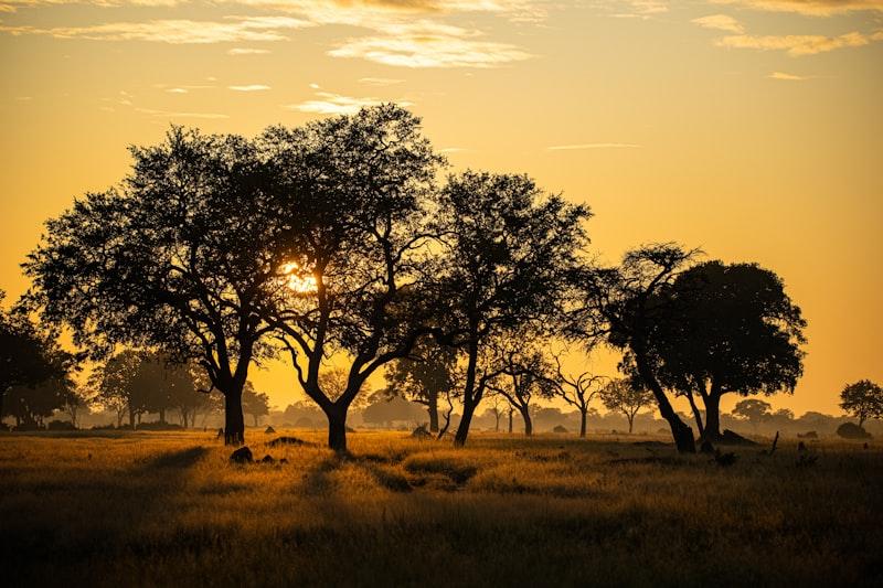 Hwange elephant