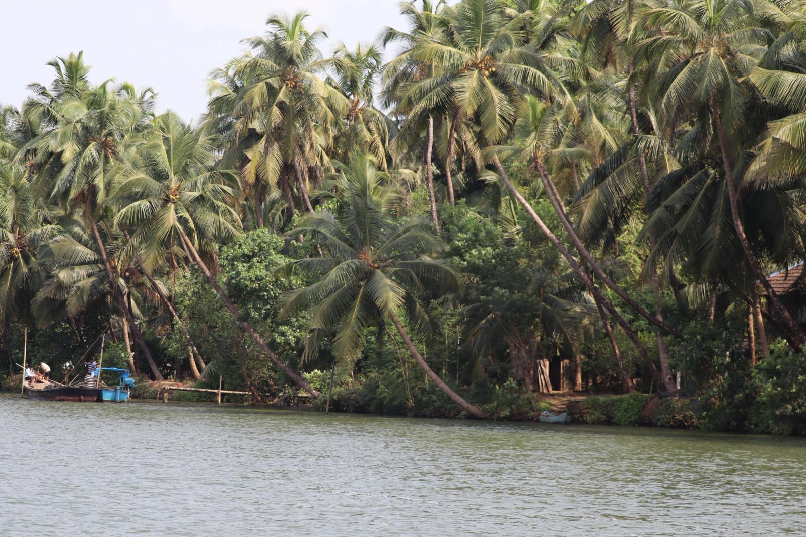 Scenic view of coconut palms lining a calm riverbank in Honnavar, Karnataka, India