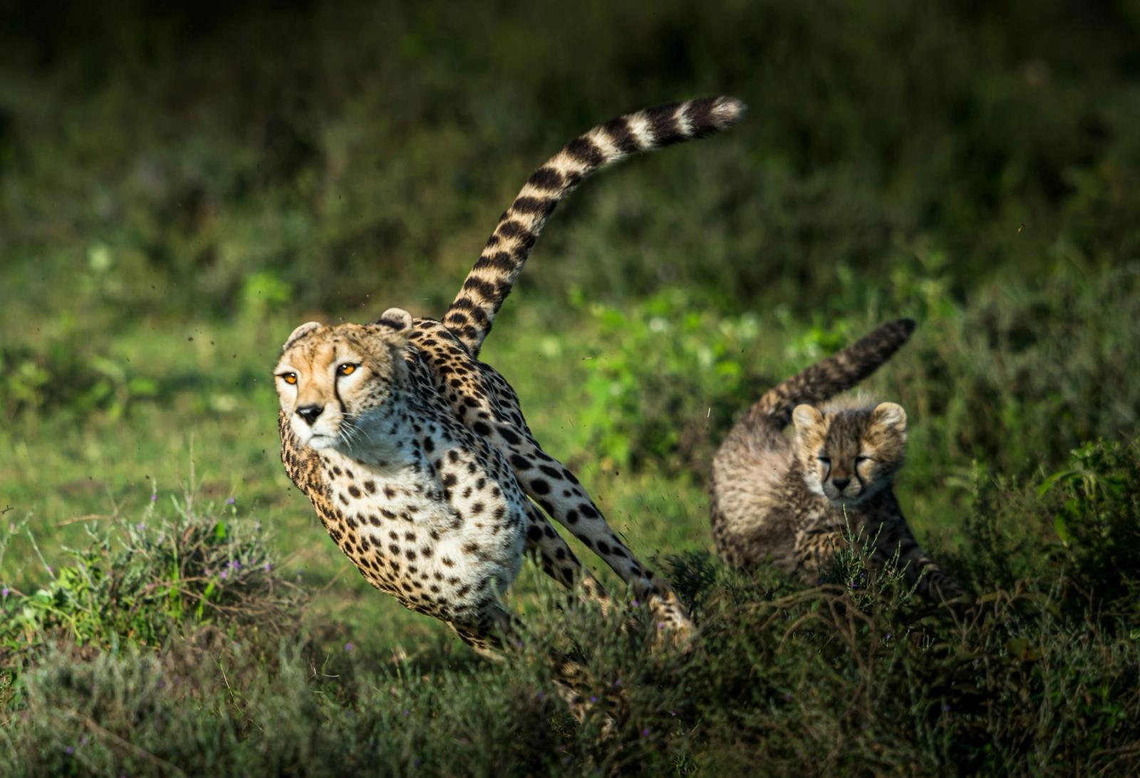Masai Mara National Reserve, Kenya