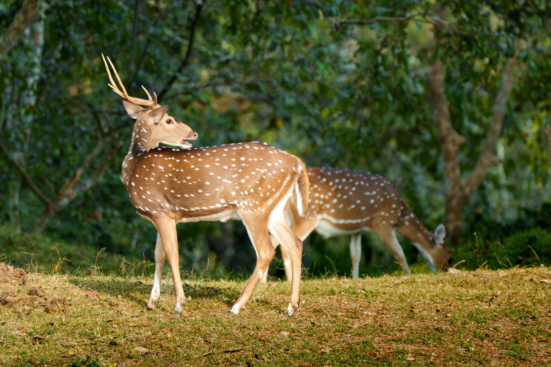 Thekkady, India