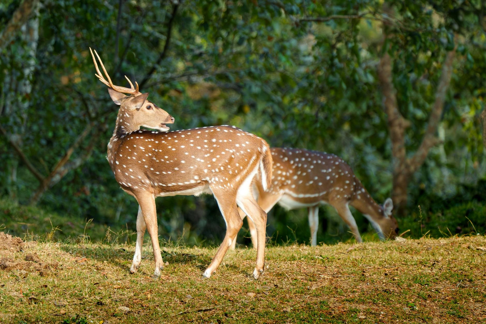 A spotted deer with antlers grazing beside another in dappled woodland