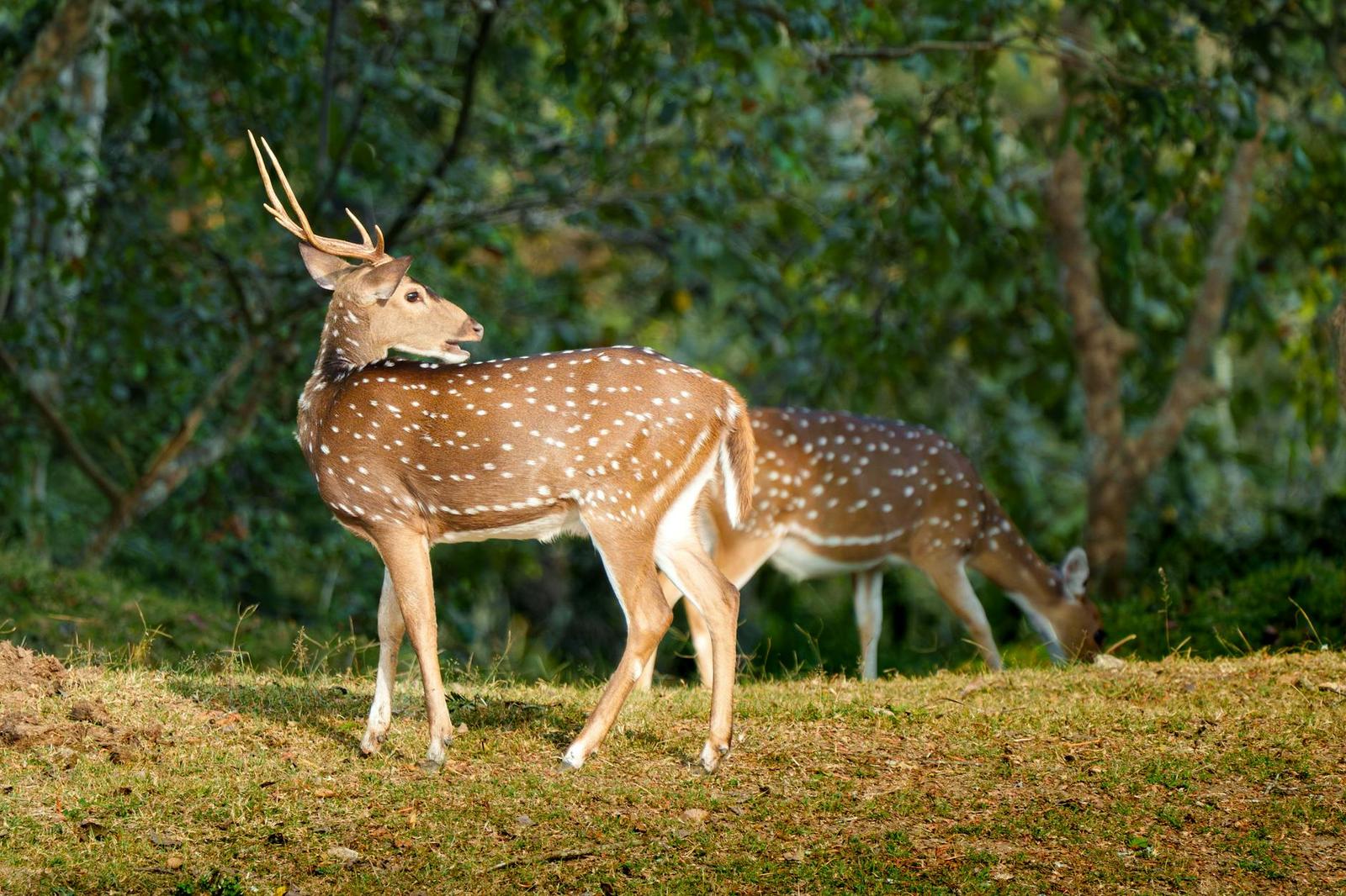 A spotted deer with antlers grazing beside another in dappled woodland