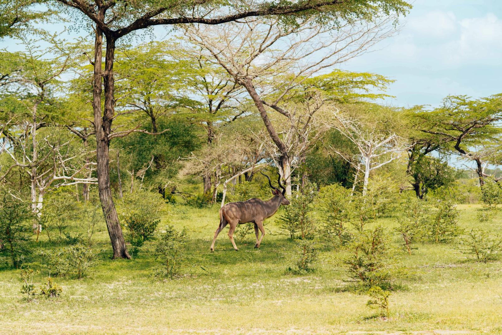 A lone kudu walking gracefully through a vibrant African savannah surrounded by lush greenery
