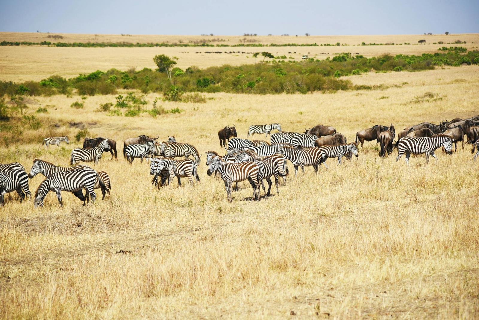 Fairmont Mara Safari Club, Masai Mara