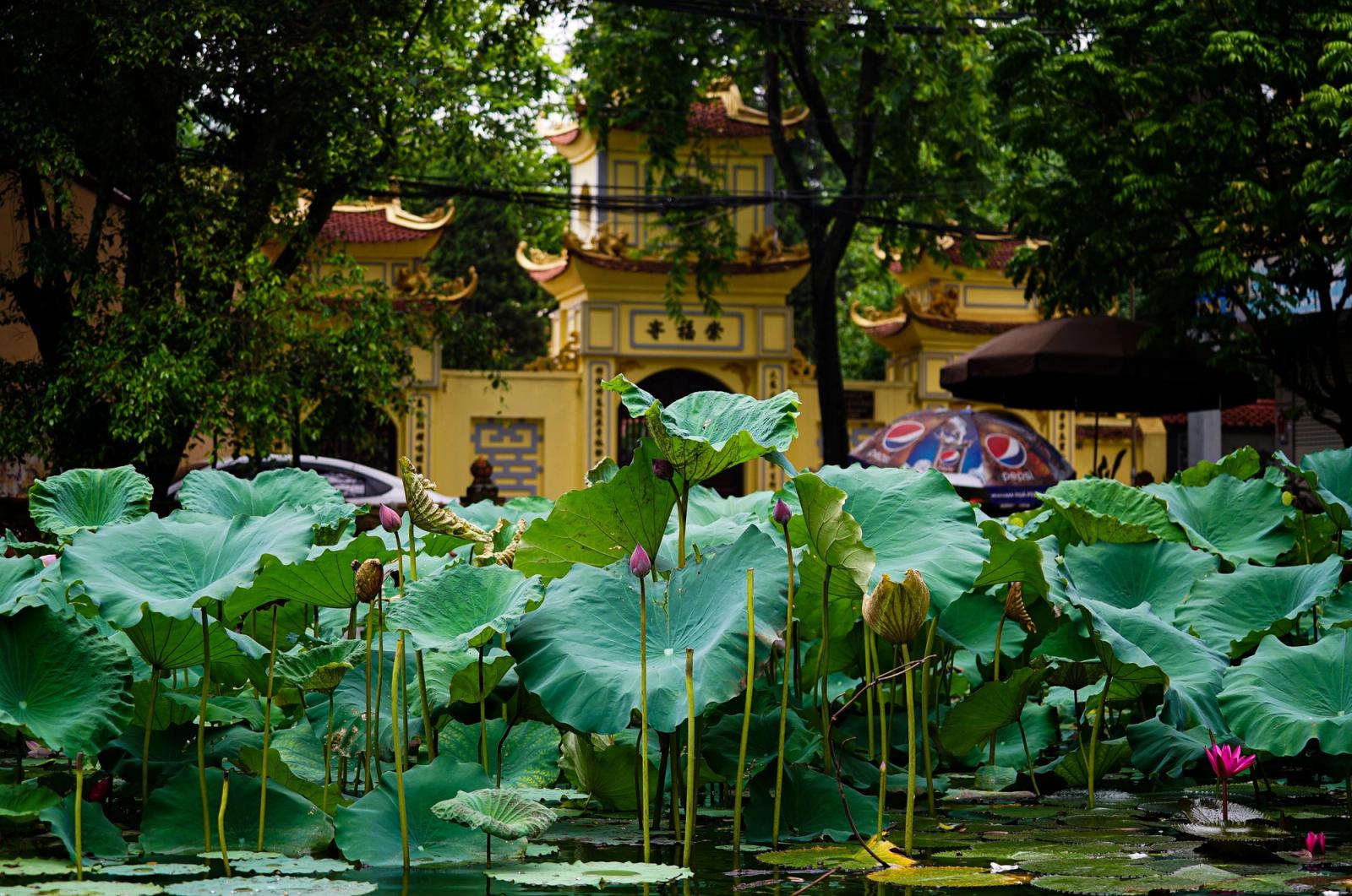 A vibrant lotus pond with lush greenery and traditional architectural backdrop, capturing nature's tranquility
