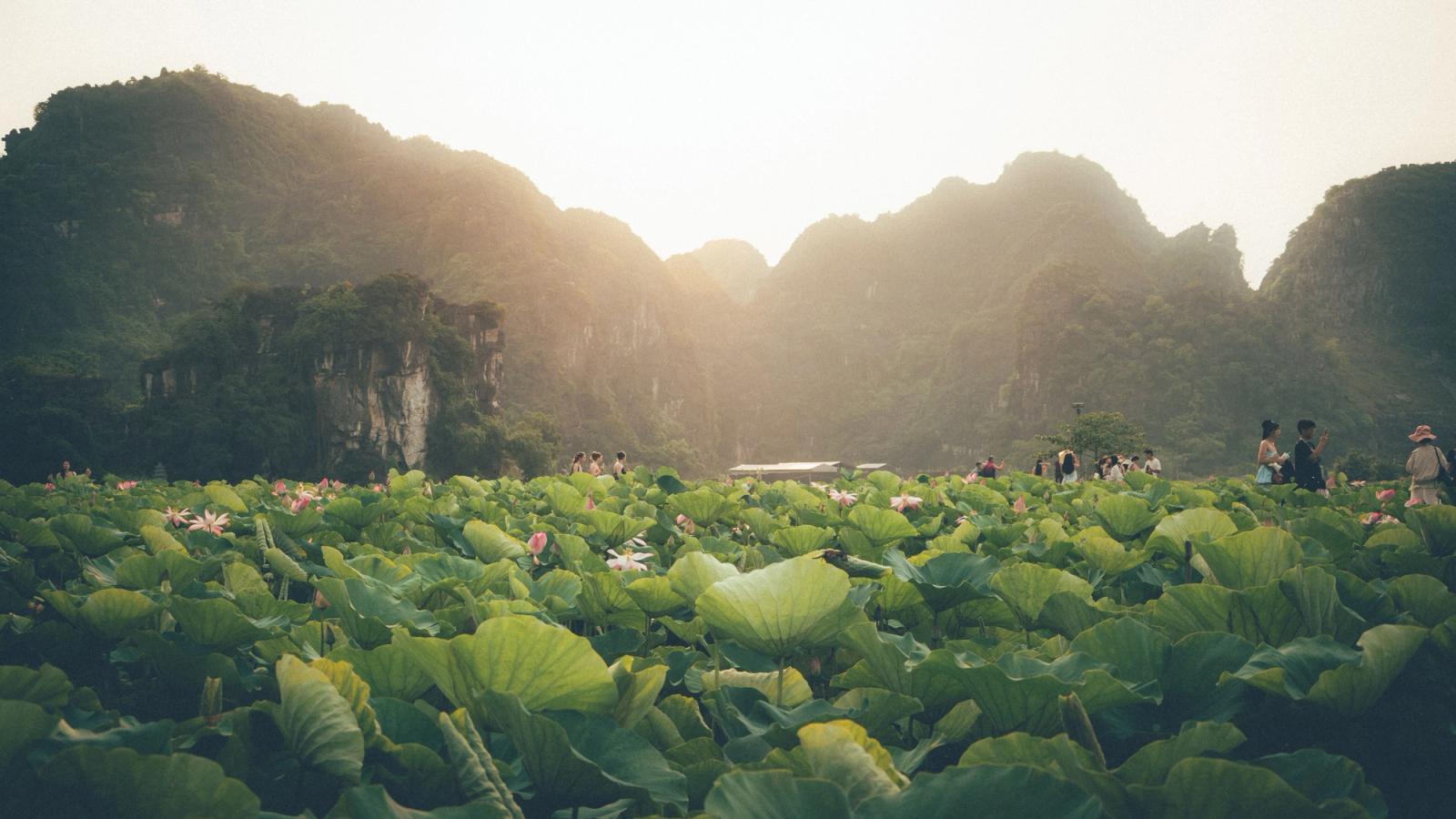Captivating view of a lush lotus field with mountains in Ninh Binh, Vietnam at sunset