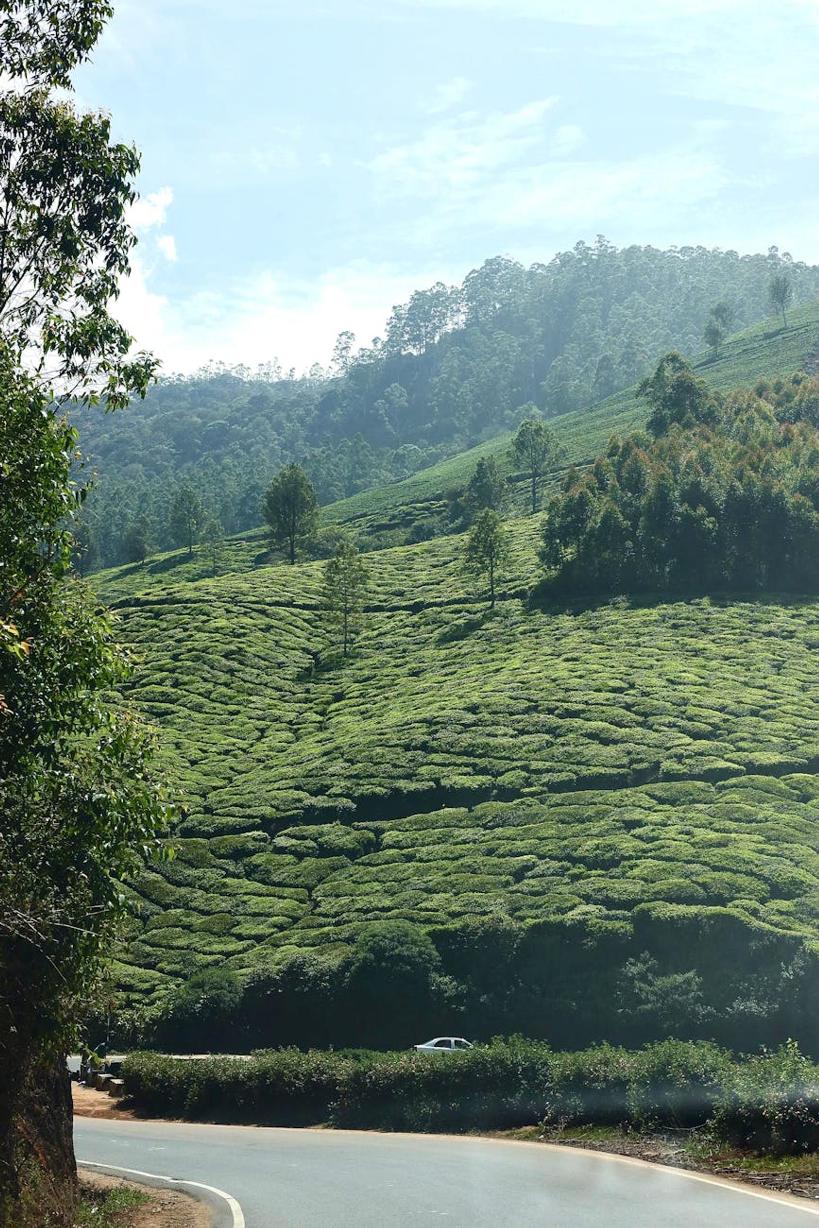 Explore the lush green tea estates of Munnar, nestled in the hills of Kerala, India