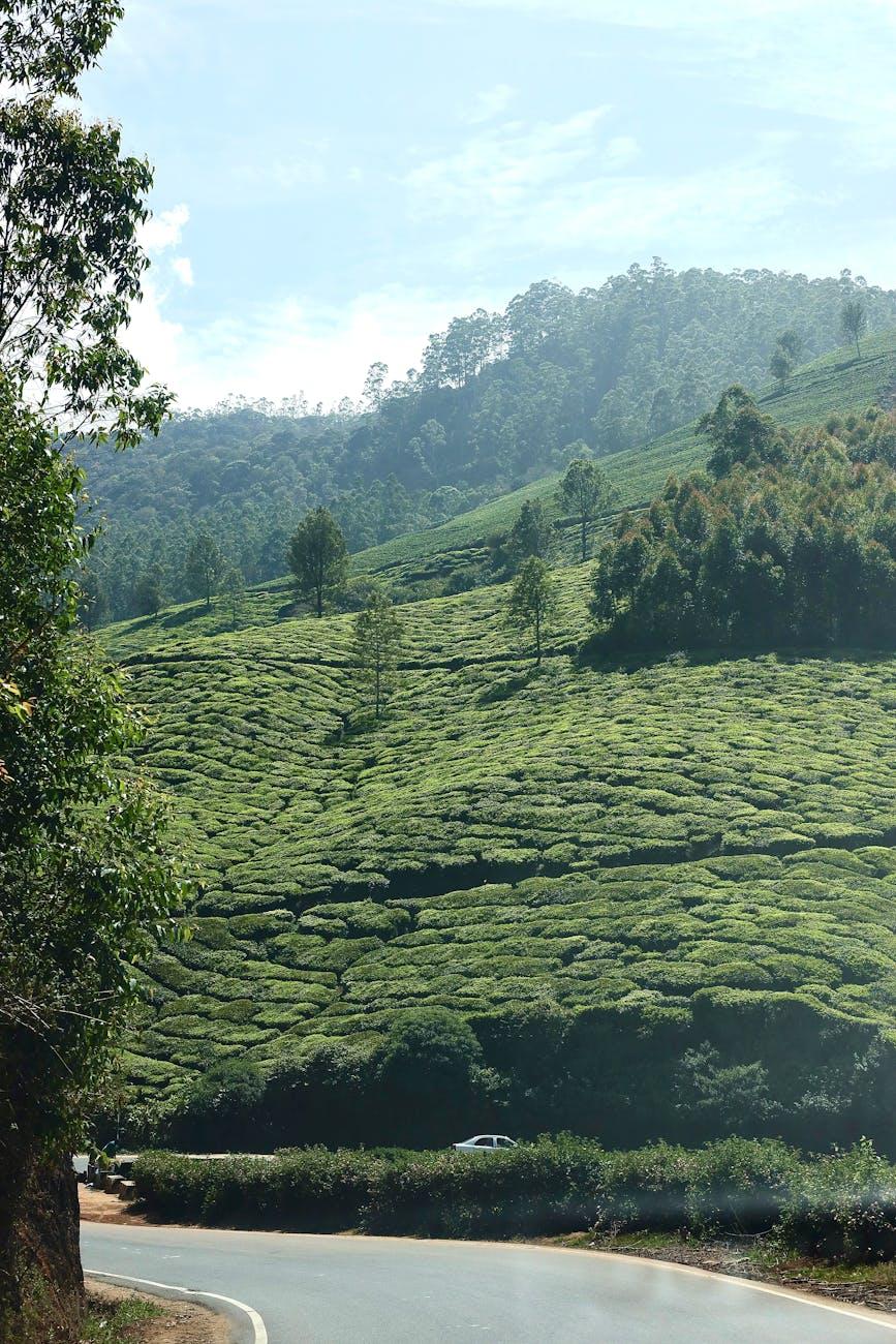 Explore the lush green tea estates of Munnar, nestled in the hills of Kerala, India