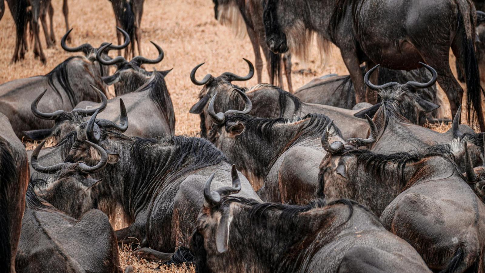 The wildebeest migration sweeping the Mara plains, Kenya