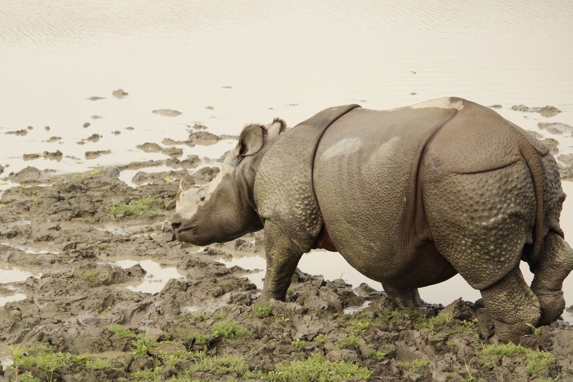 Kaziranga National Park Rhino Safari, India
