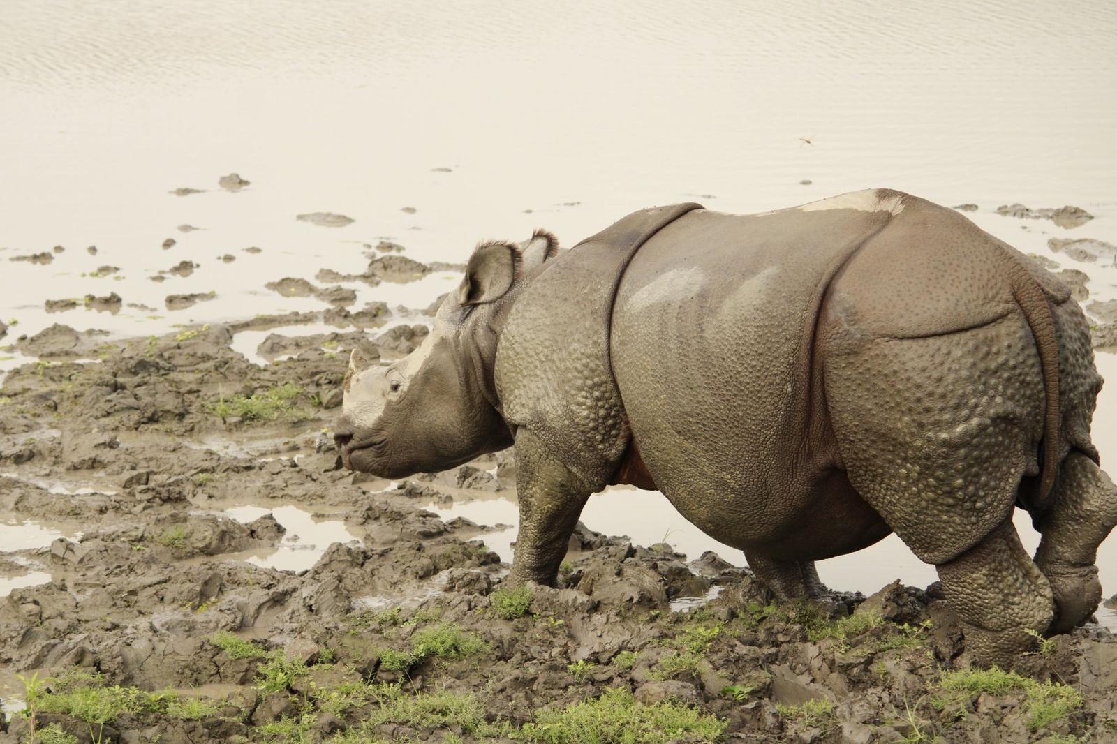 Kaziranga National Park Rhino Safari, India