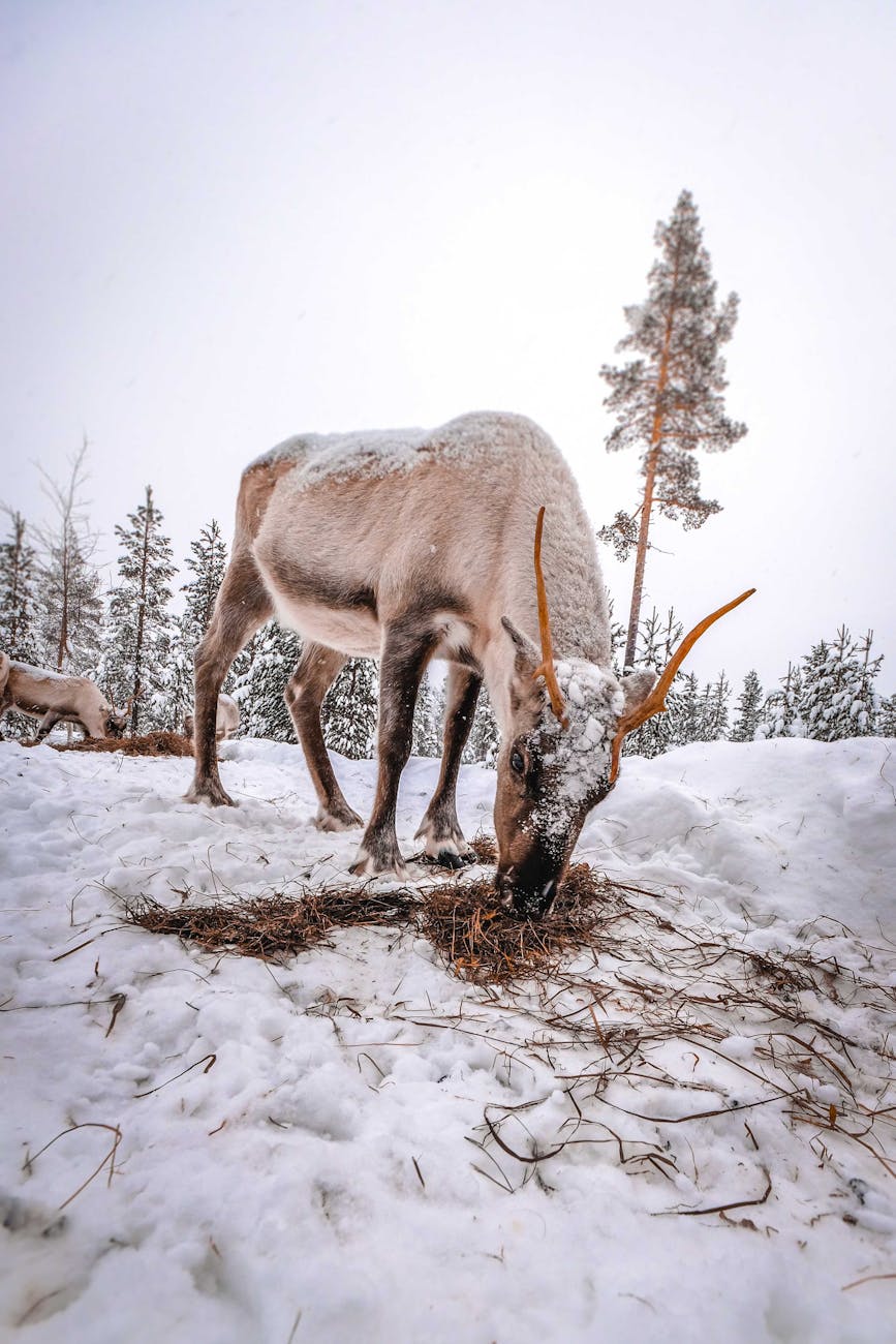 Reindeer Inari — Finland