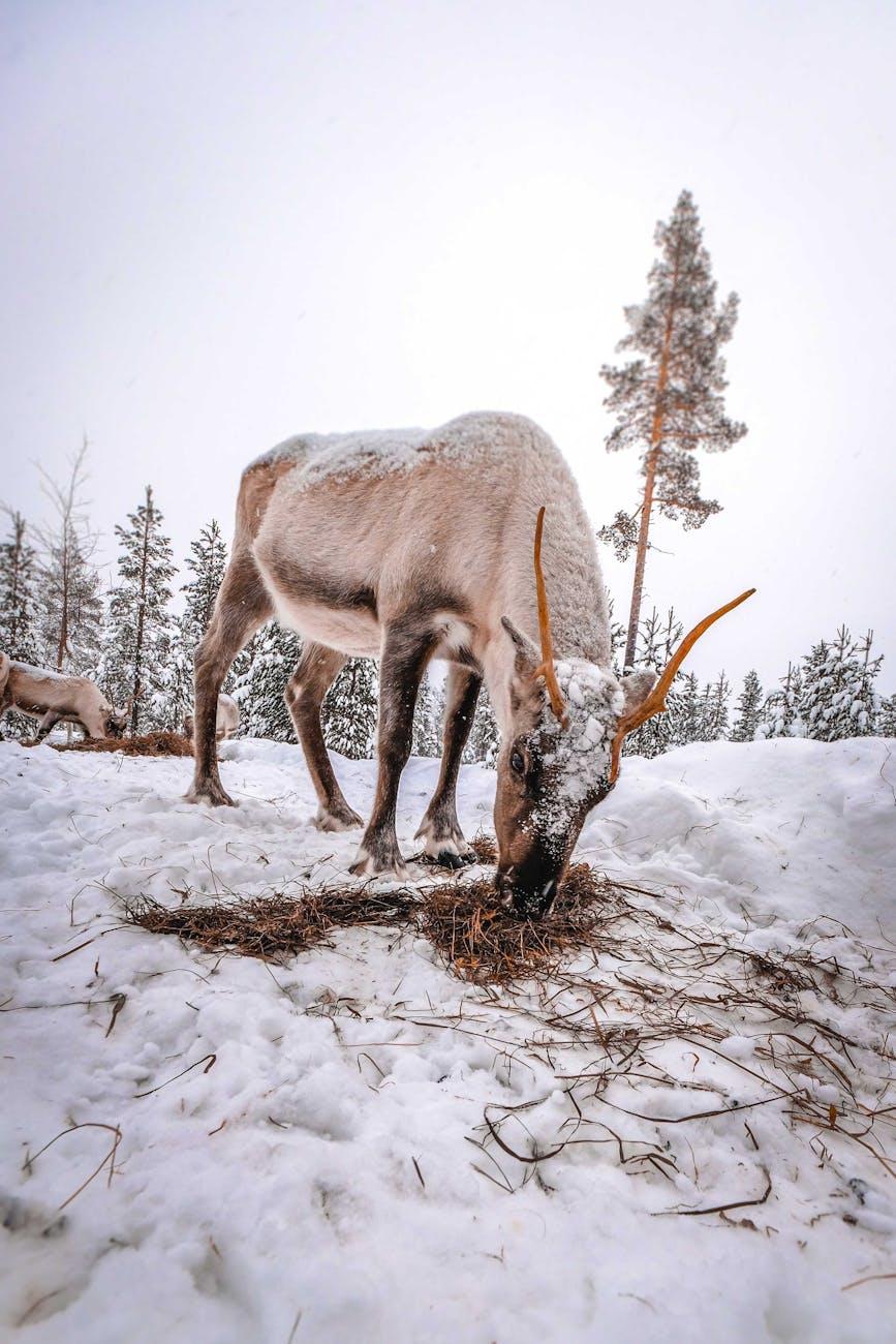 Reindeer Inari — Finland