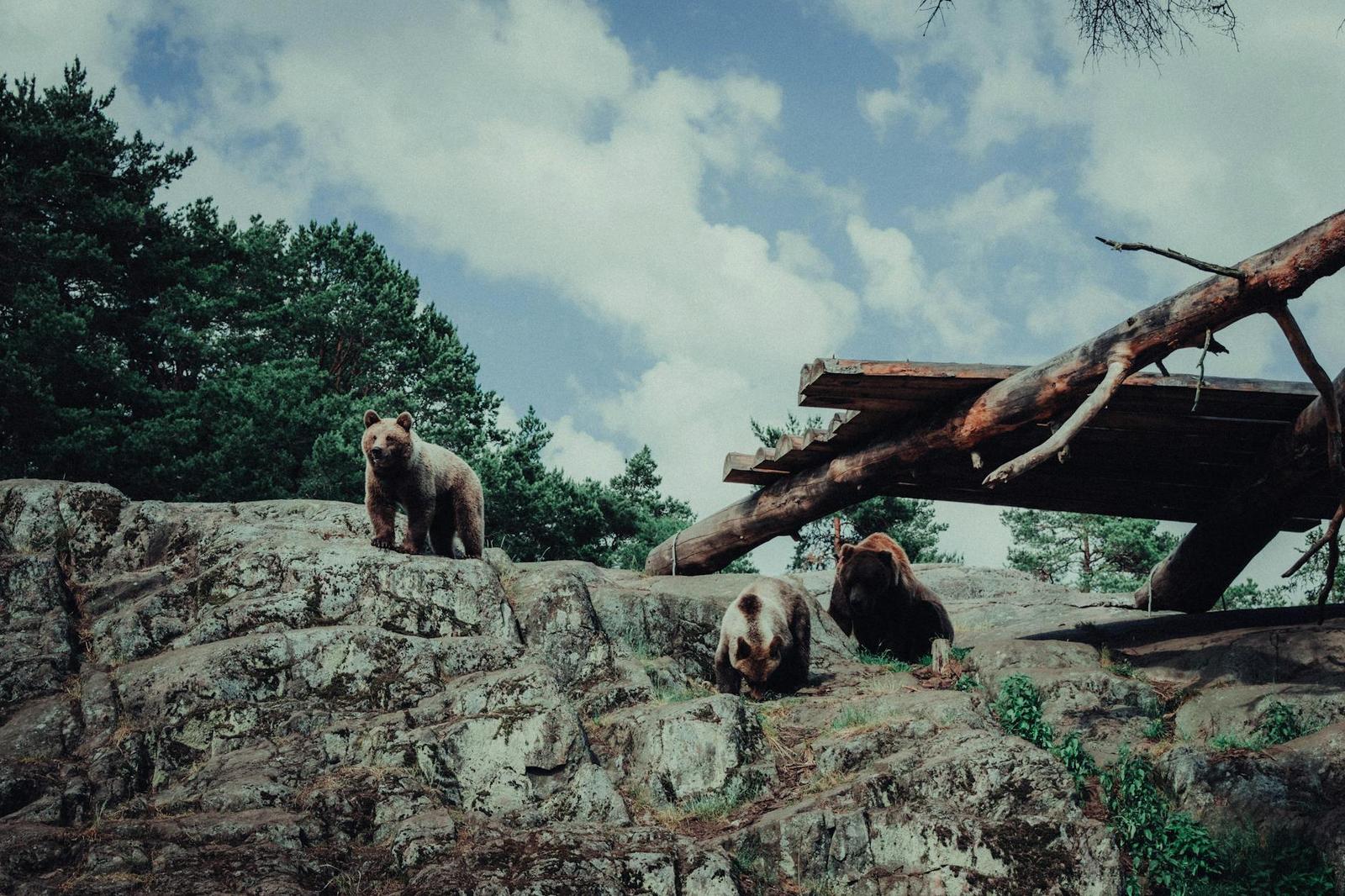 Brown bears — Rovaniemi, Finland