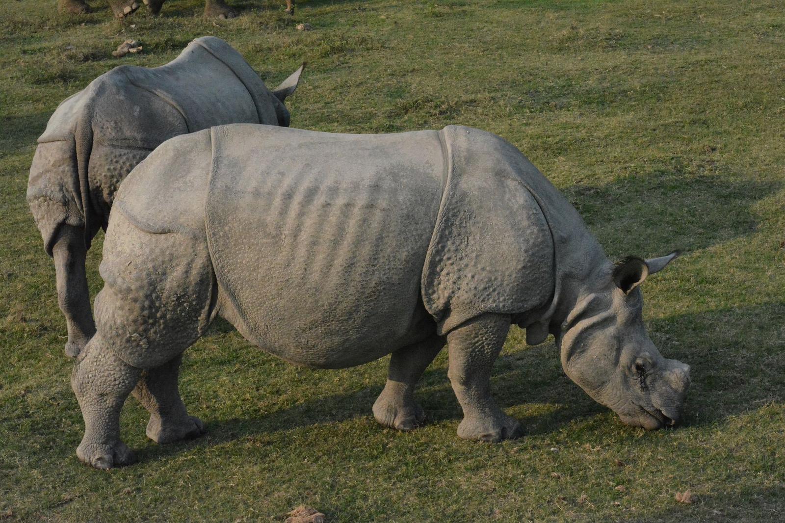 Rhino — Kaziranga, India