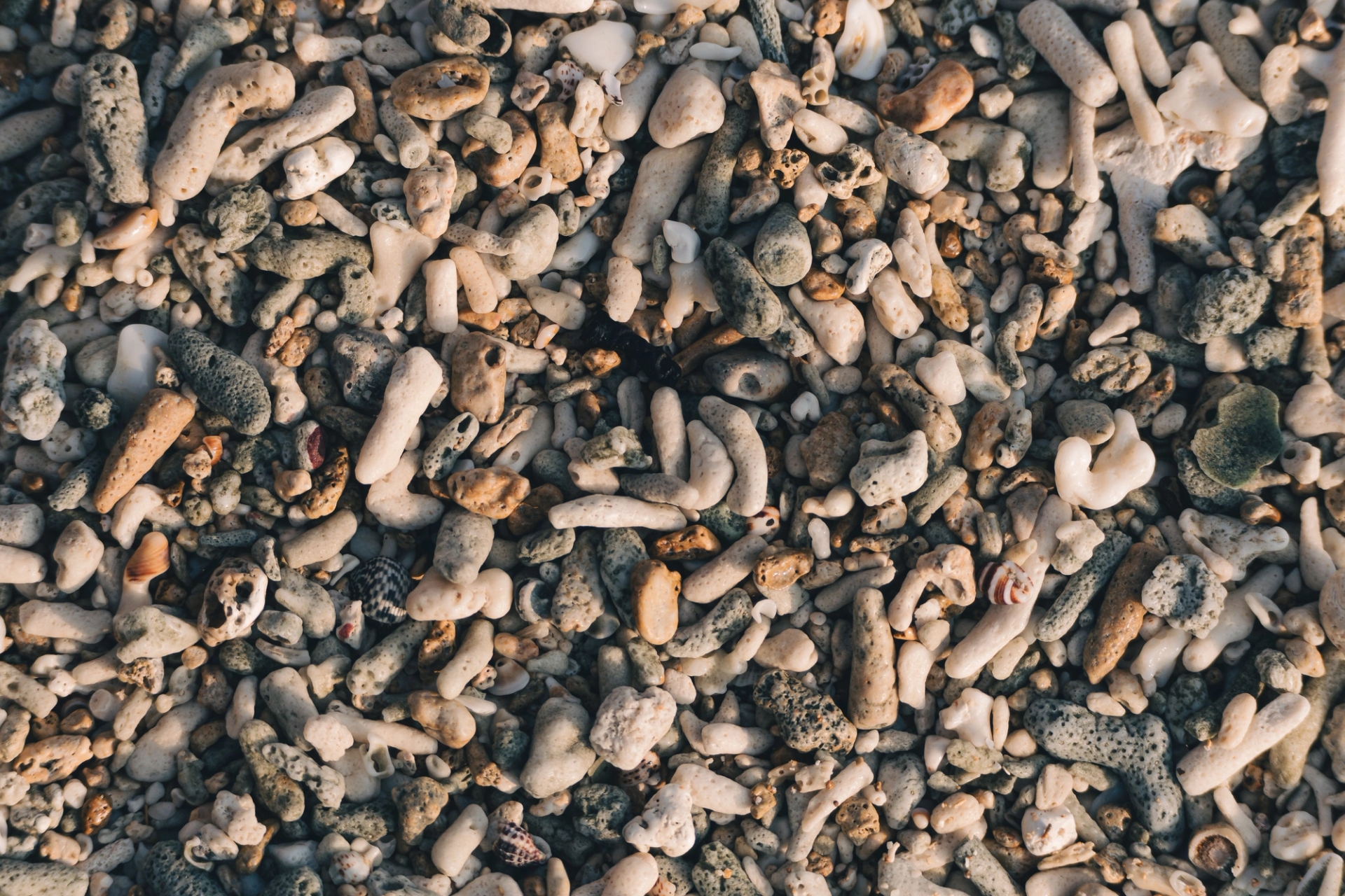 Detailed view of coral fragments and pebbles at a beach in Port Blair, India