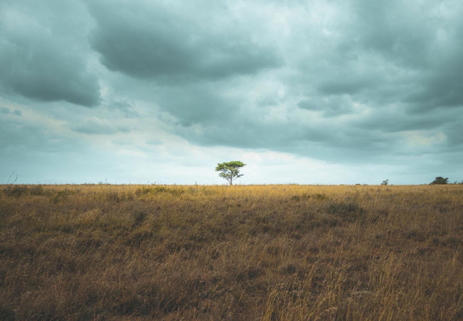 A solitary green tree stands in a vast savannah under a cloudy sky, Nairobi, Kenya