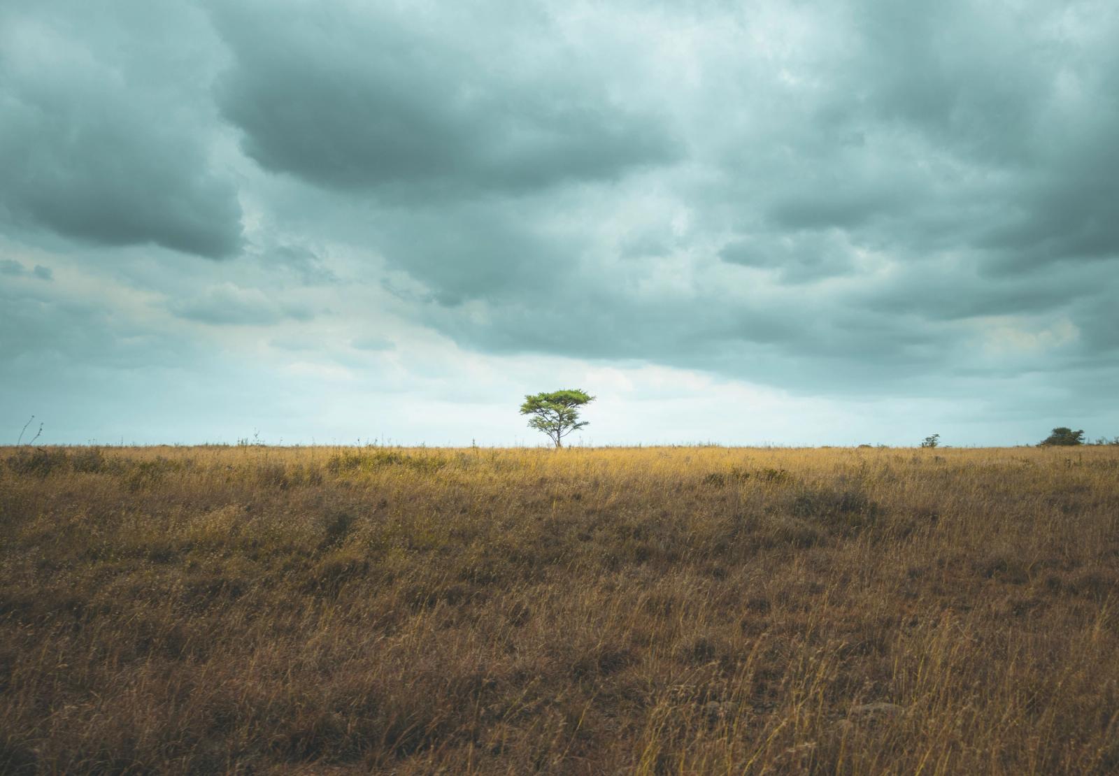 A solitary green tree stands in a vast savannah under a cloudy sky, Nairobi, Kenya