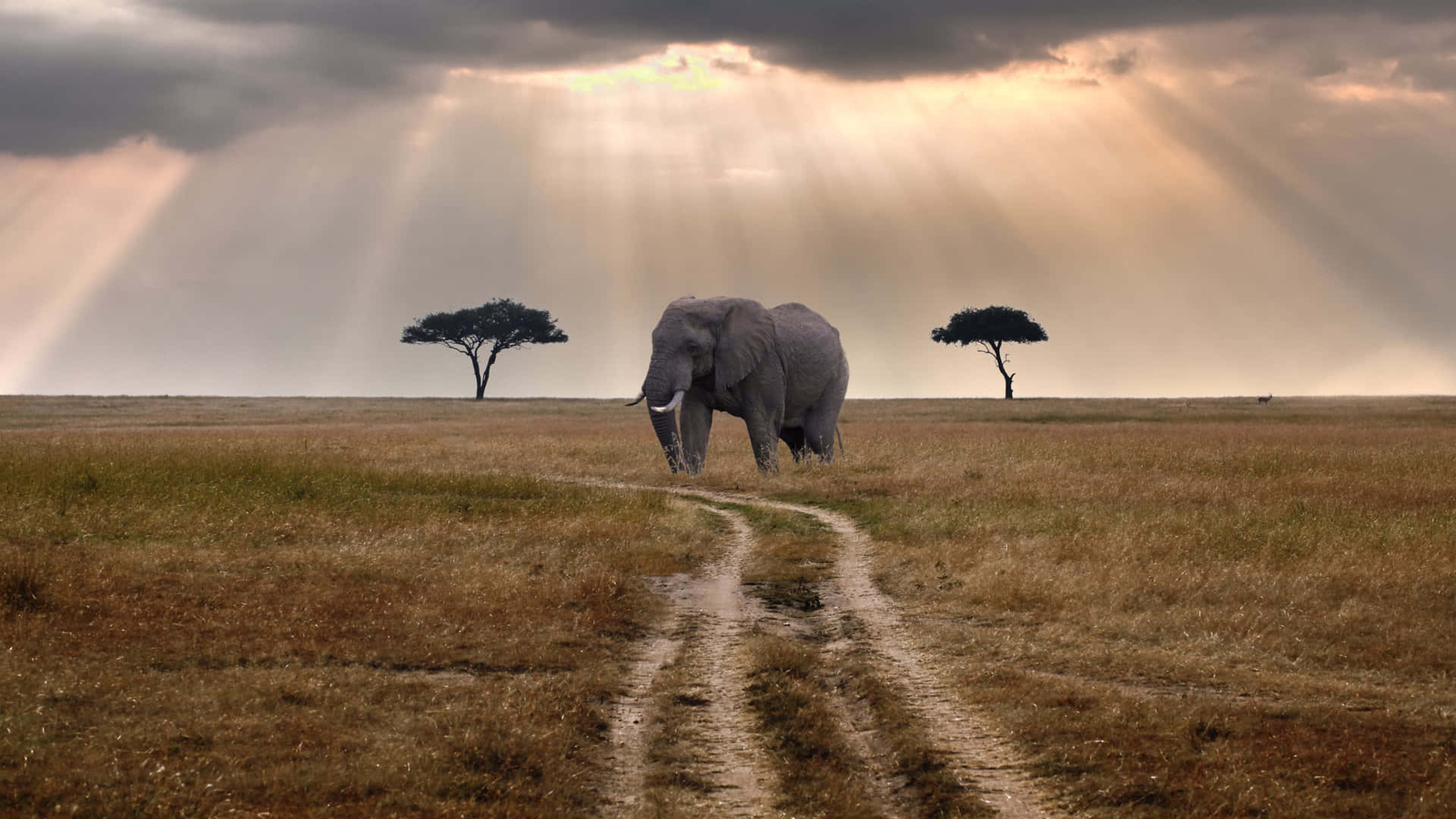 An elephant crossing a dirt track as sunbeams break through storm clouds
