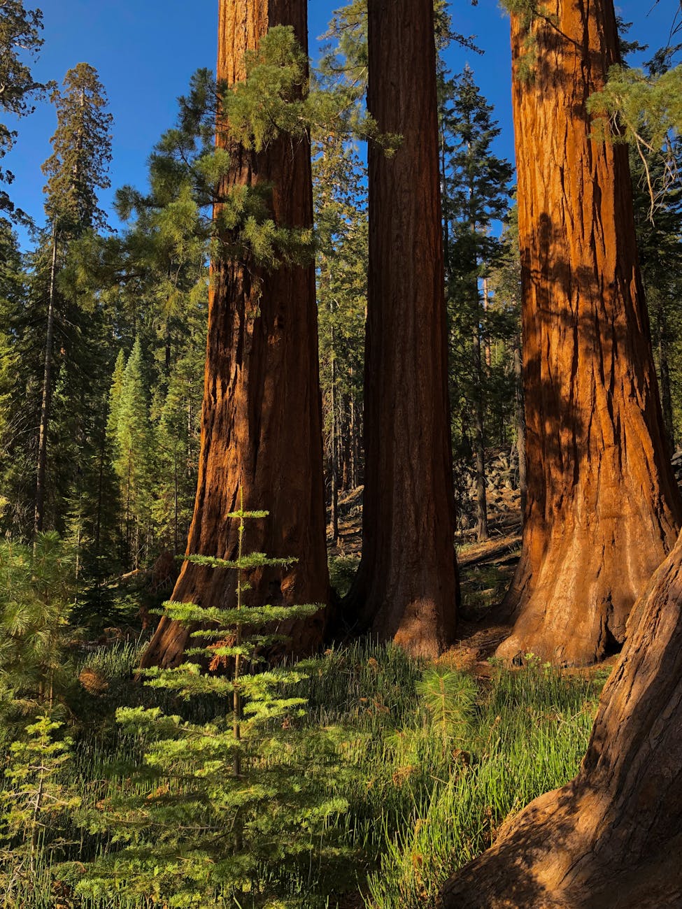 Yosemite Giant Sequoias — USA