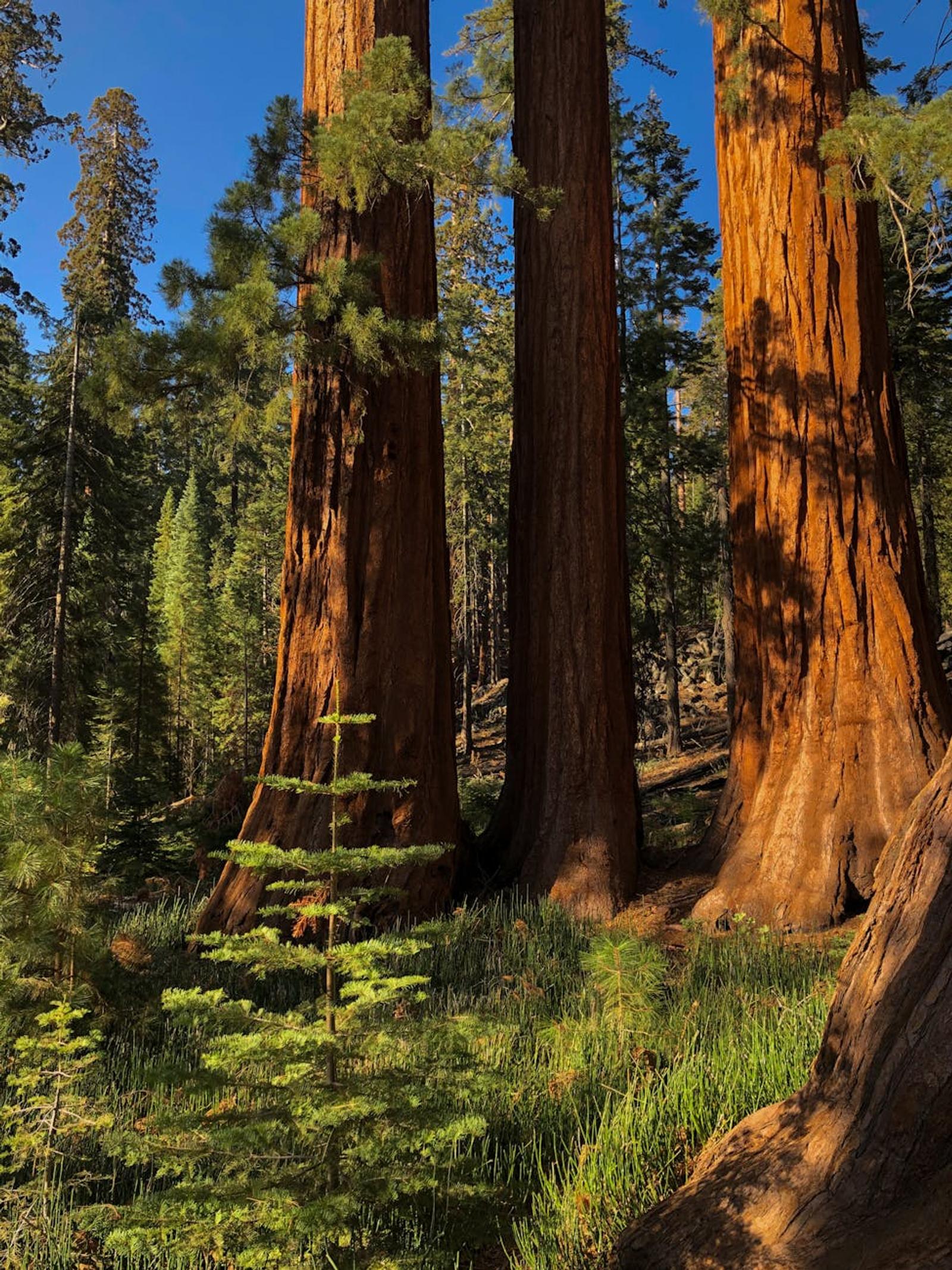 Towering redwood trunks against a clear blue sky