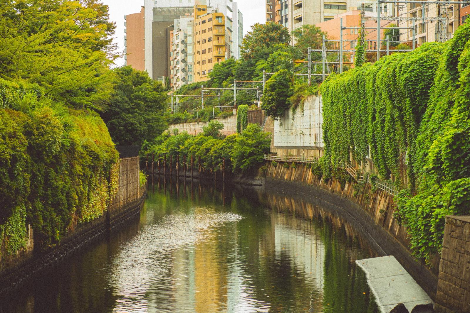 Lush foliage and urban buildings reflect in a tranquil canal in Tokyo, Japan
