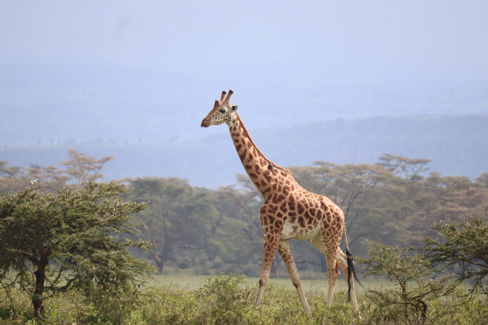 A stunning giraffe roaming the savannah in Nairobi National Park, Kenya