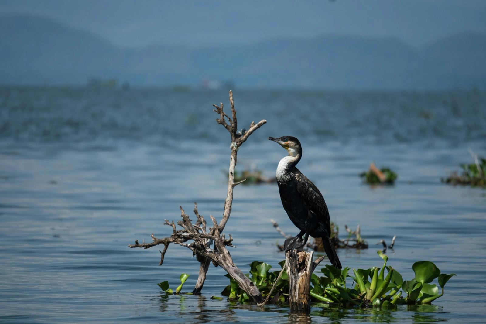 Lake Naivasha boat ride, Kenya