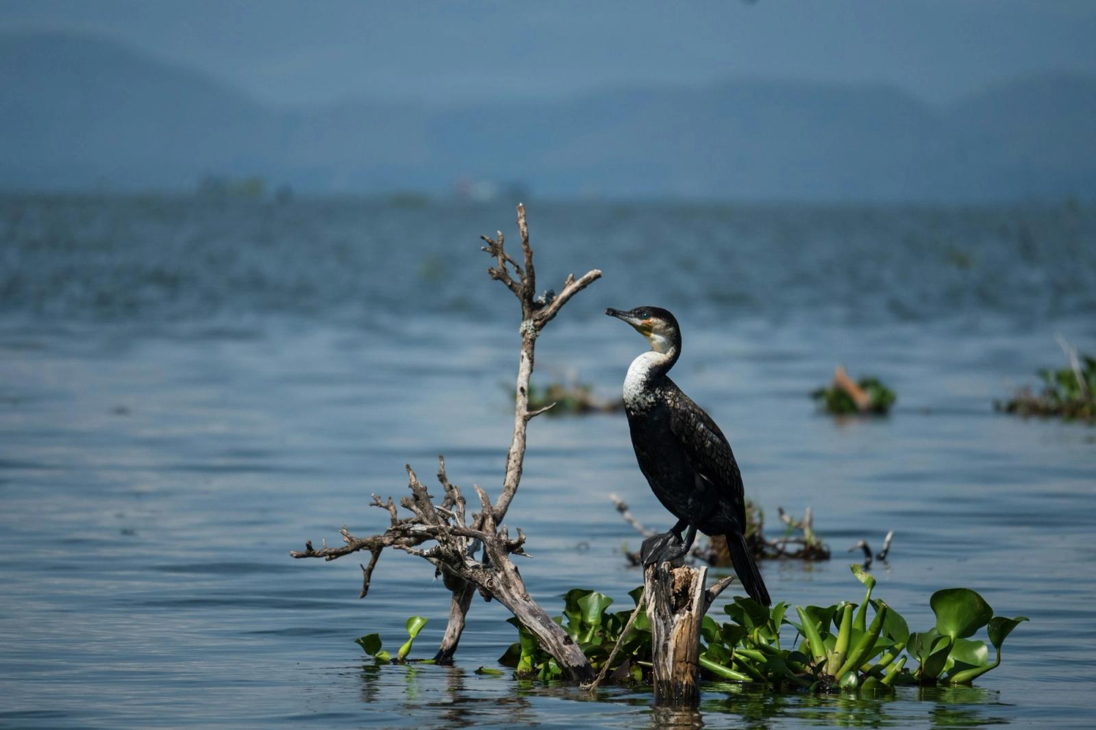 Lake Naivasha boat ride, Kenya