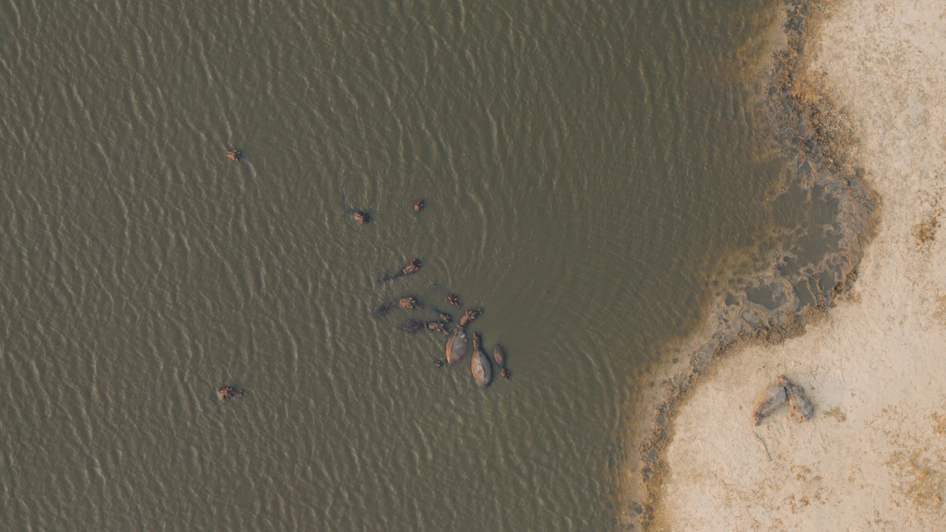 An aerial shot of a group of hippos swimming in a river in South Africa's natural landscape