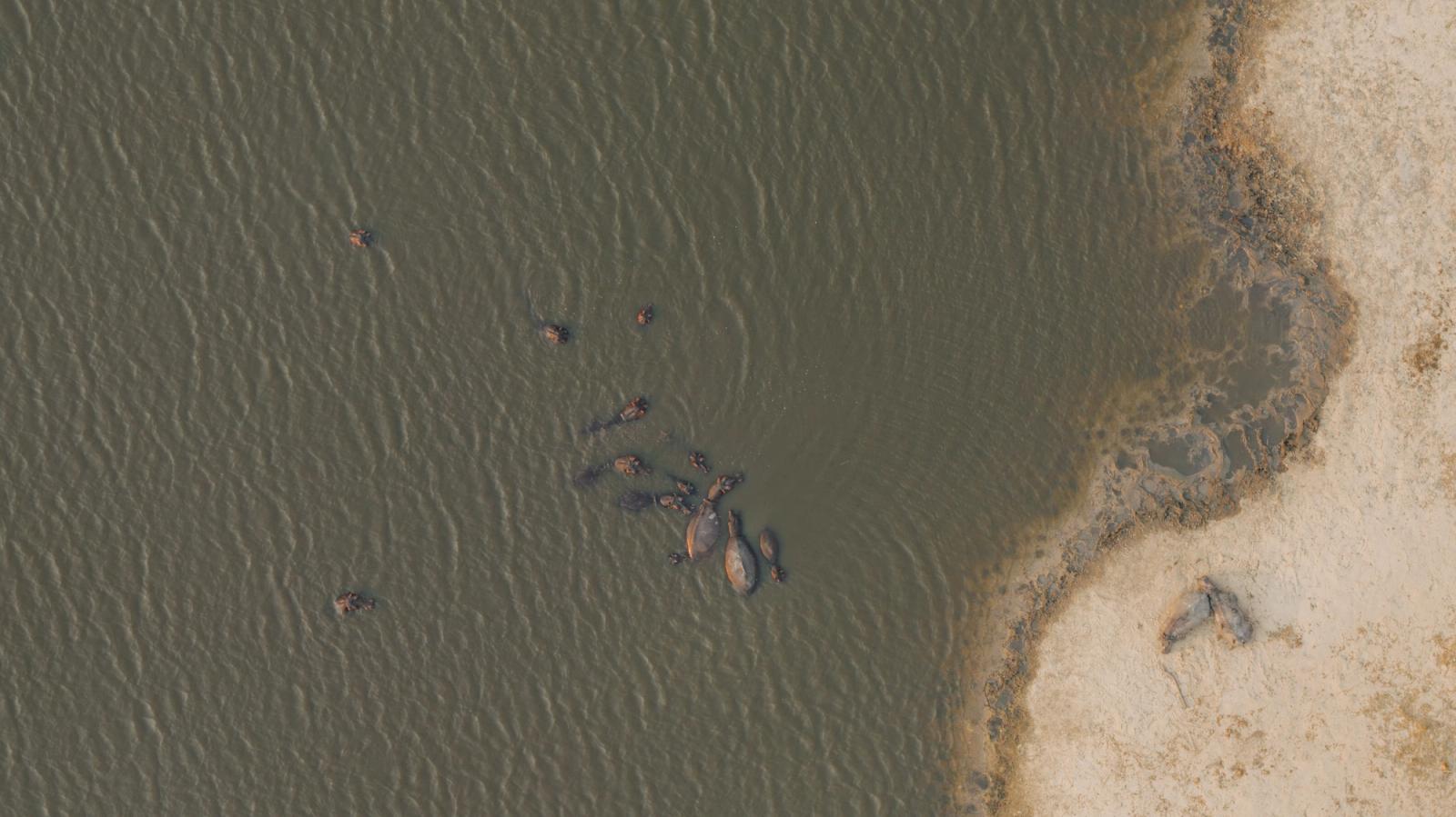 An aerial shot of a group of hippos swimming in a river in South Africa's natural landscape