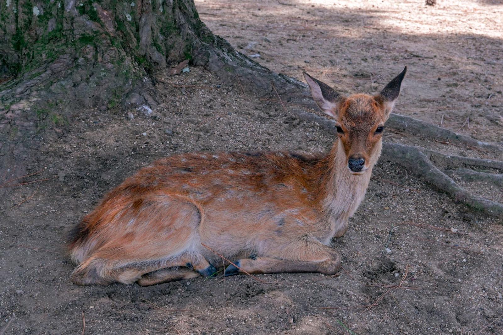 Spotted young deer lying on bare ground beside a tree trunk