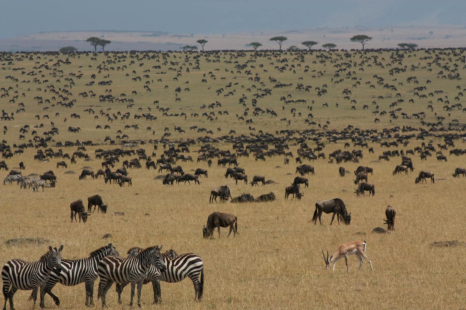 Masai Mara, Kenya + Tanzania