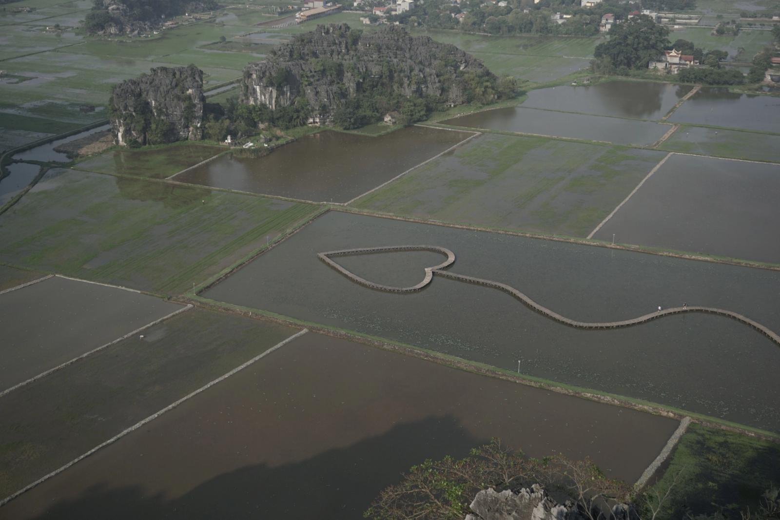 Drone shot of heart-shaped rice fields in Ninh Bình, Vietnam, showcasing rural landscape
