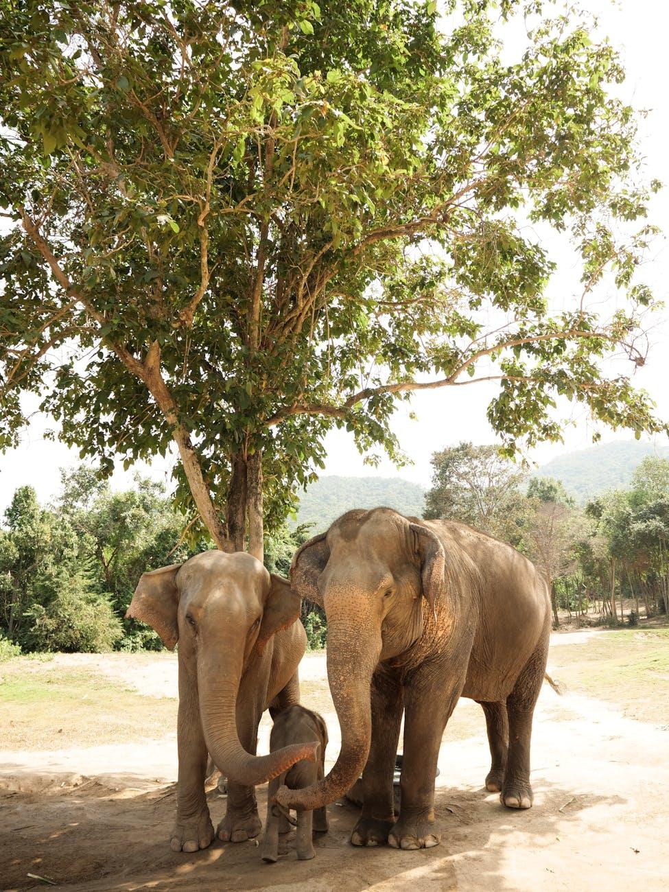Elephant Sanctuary — Thailand
