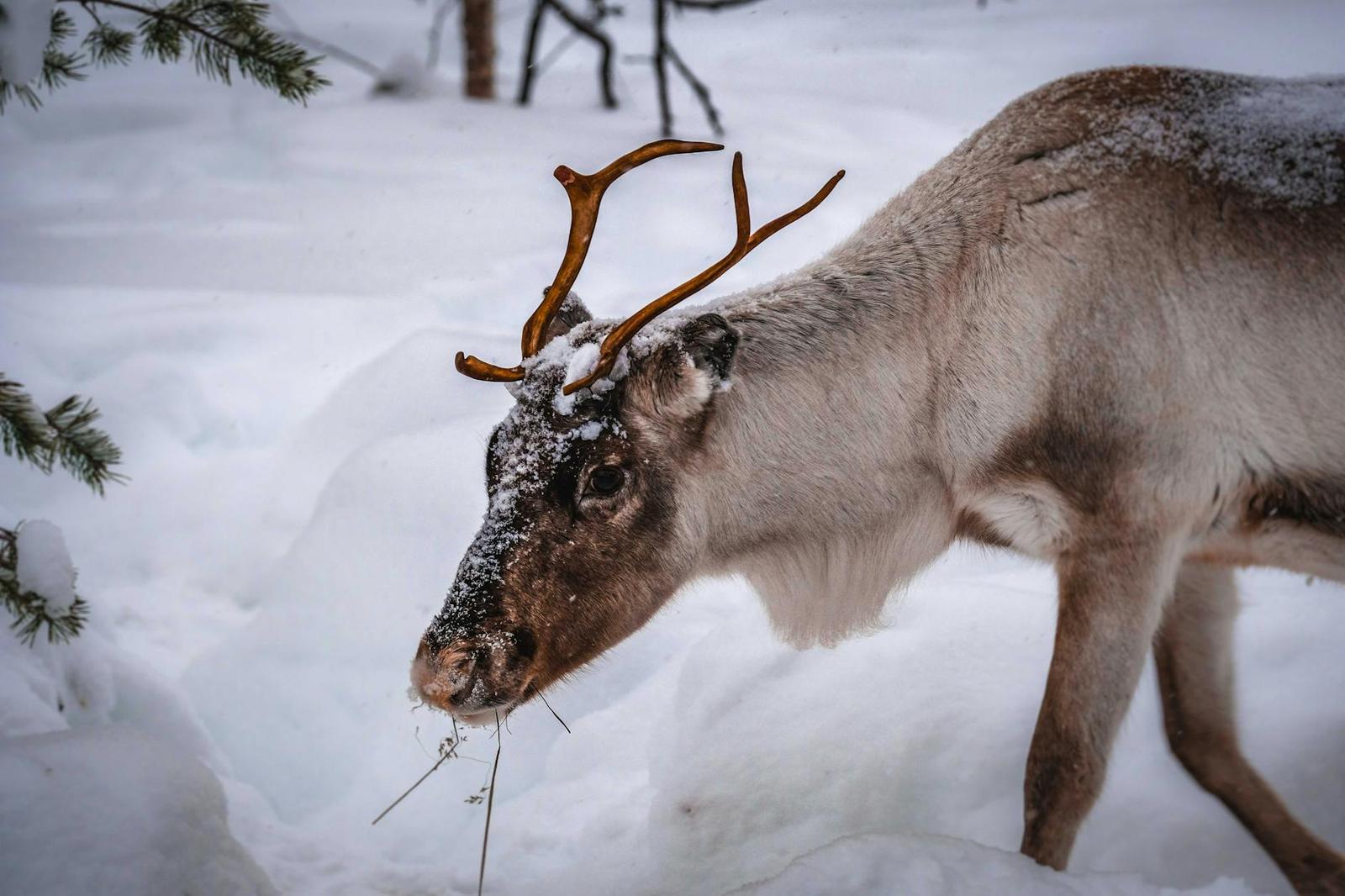Close-up of a reindeer with frosted antlers grazing in snow