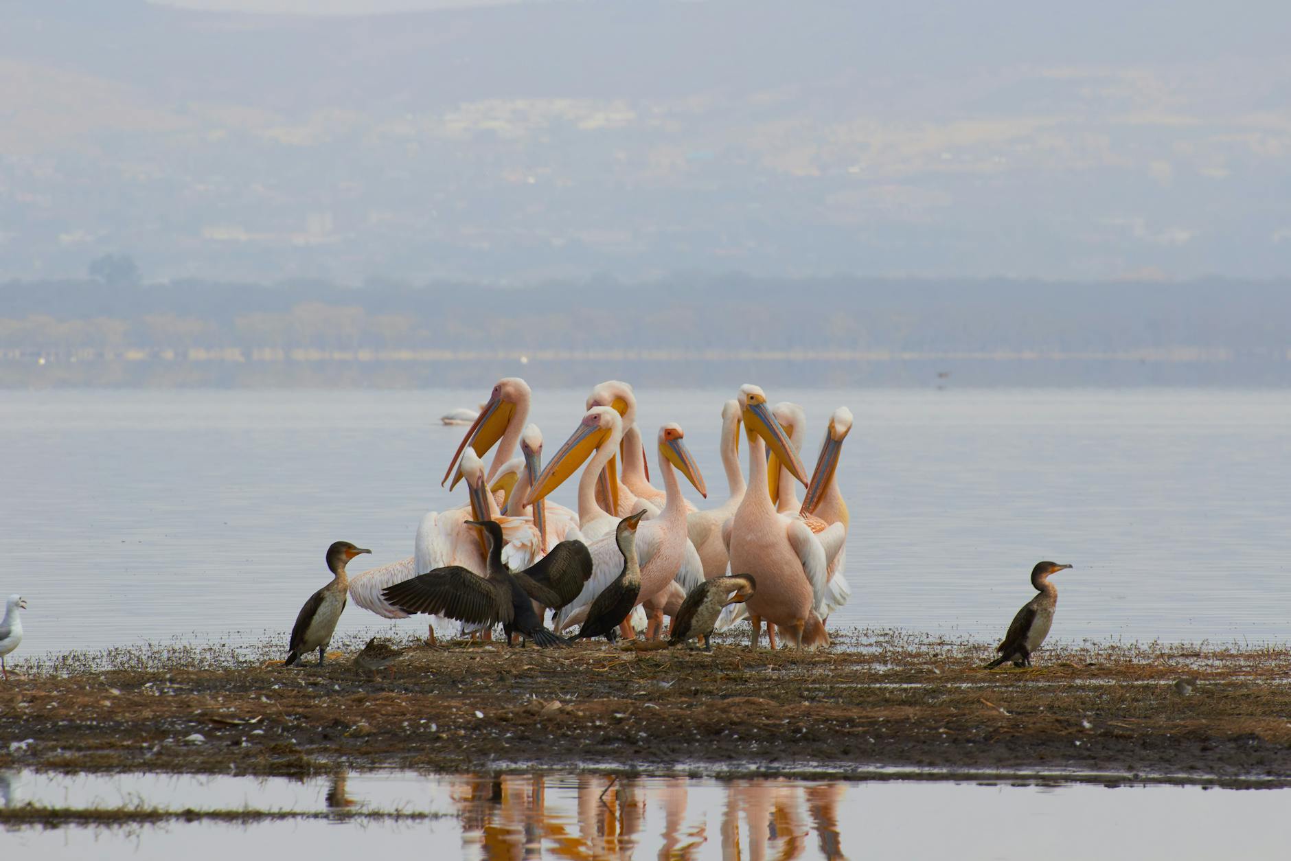 Lake Naivasha Lake Nakuru — Kenya