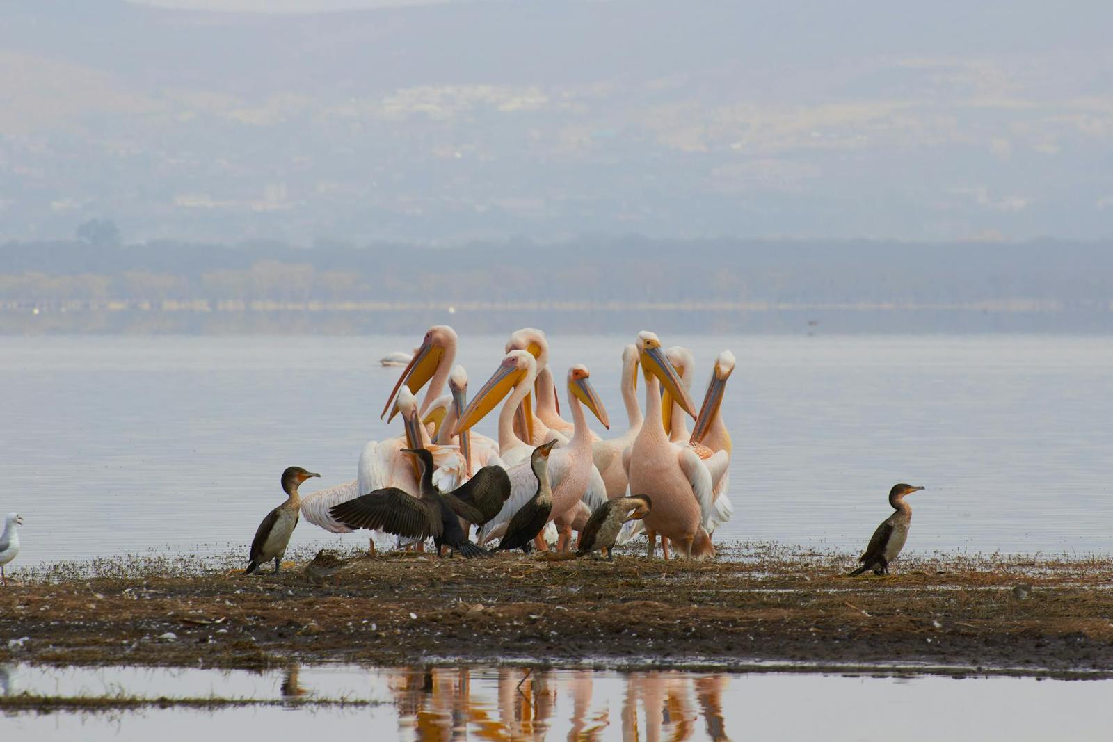 Cluster of pelicans and cormorants gathered on a sandy lake shore