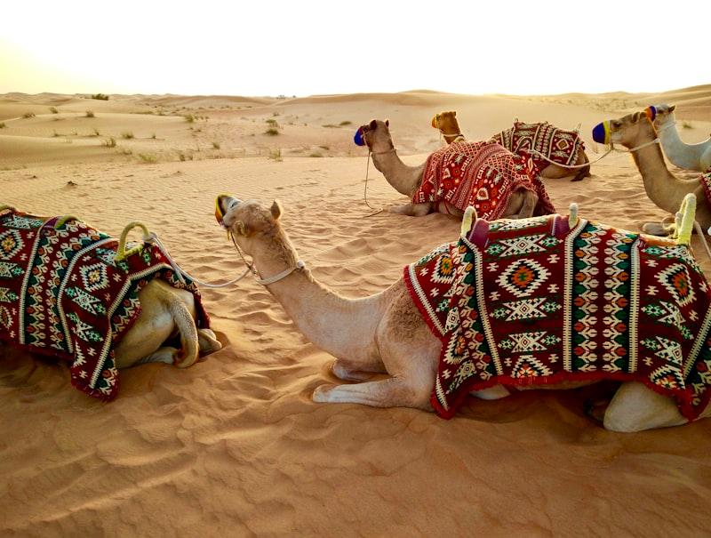 Desert camels