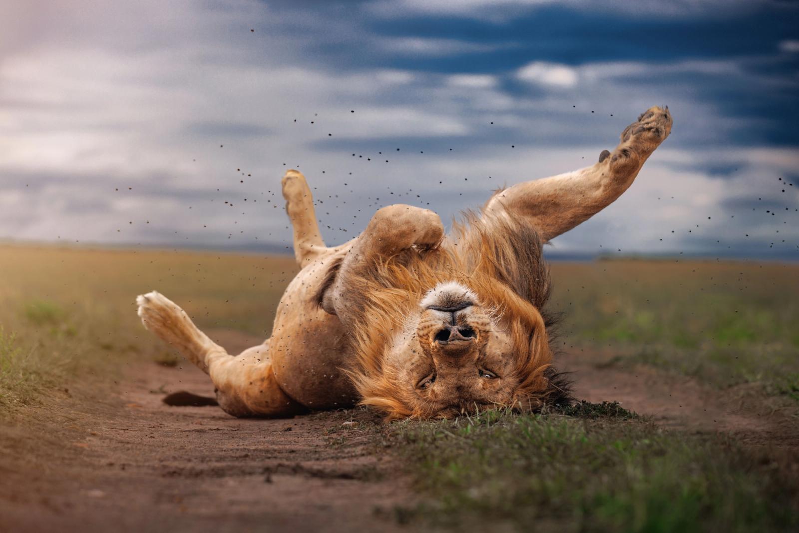A majestic African lion playfully rolls on the savannah in Maasai Mara, Kenya