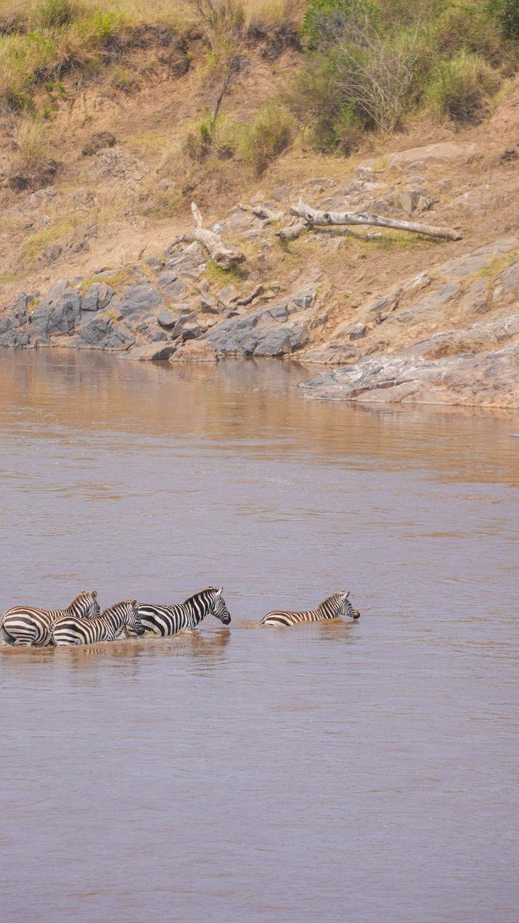 Zebras wading single file across a wide muddy river